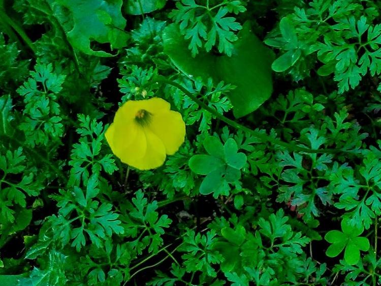 ako sa zbaviť domácich liekov zo šťavy