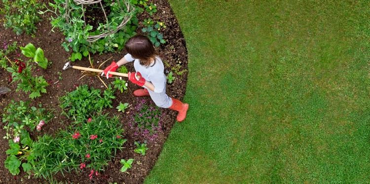 Soreň lesný eliminuje tipy na trávniky a záhony