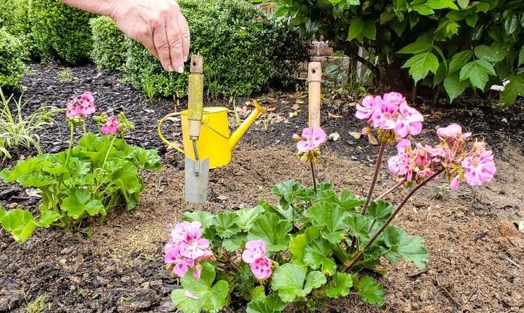 Boj s dreveným šťaveľom v posteli Tipy na burinu