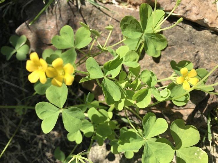 Kyslá kapusta v záhrade bojuje s rohmi Tipy pre hobby záhradníkov