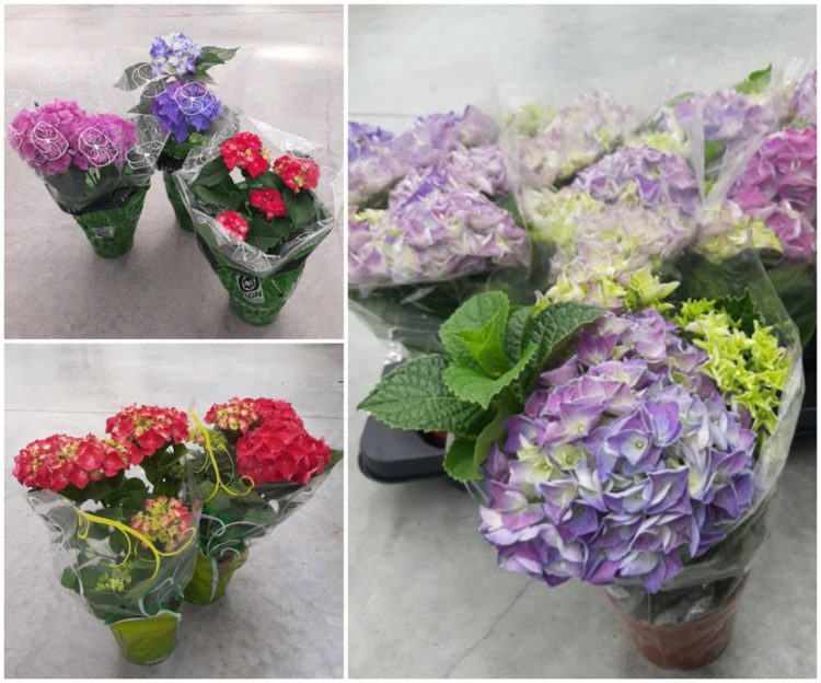 Prečo mi tento rok nekvetú hortenzie