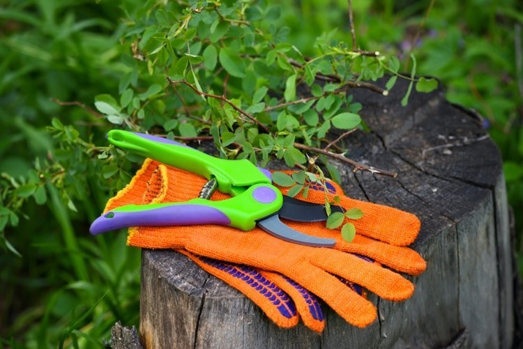 Nesprávne prerezávanie môže byť jedným z dôvodov, prečo hortenzia nekvitne