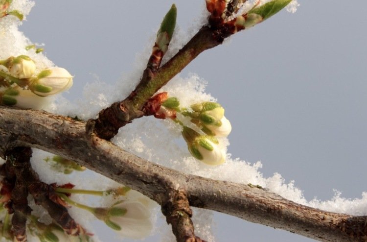 Mladé výhonky zamrzli v neskorých jarných mrazoch
