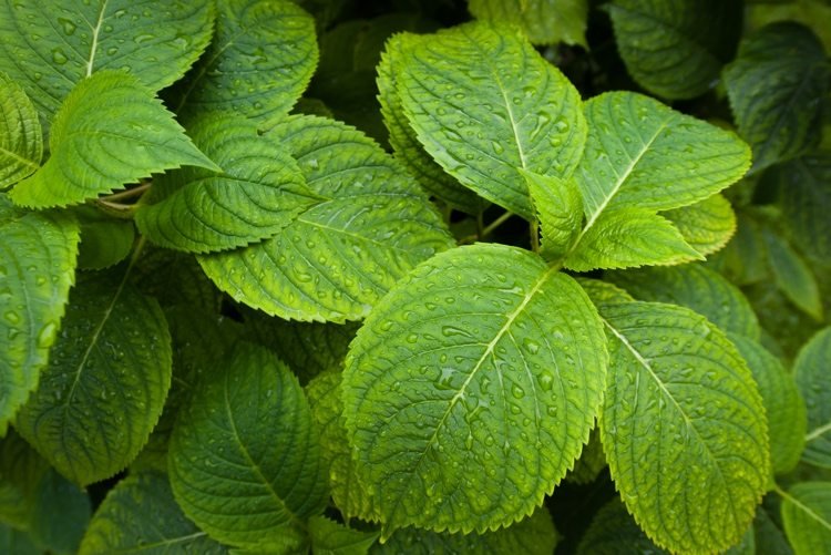 Hortenzia tento rok nemá kvety