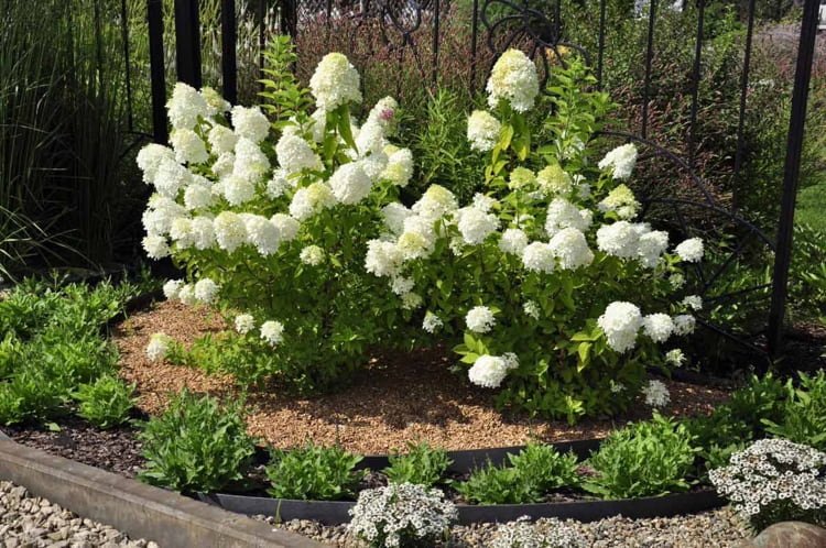 Prerezávanie hortenzie panicle Hydrangea paniculata na jar