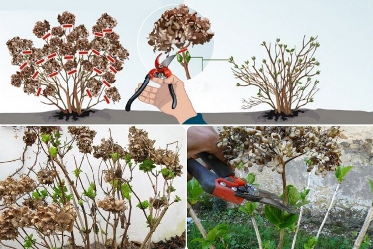 Farmovú hortenziu nakrájajte - odstráňte iba sušené kvety