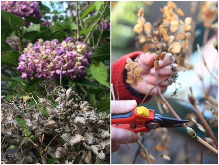 Hydrangea macrophylla kvety na starom dreve - rez po odkvitnutí