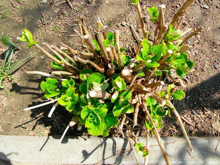 Snehová hortenzia rezaná na jar