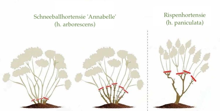 Hortenzie kvitnúce na novom dreve