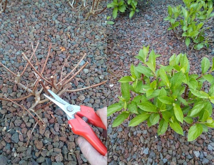 V marci zrežte panikulovú hortenziu