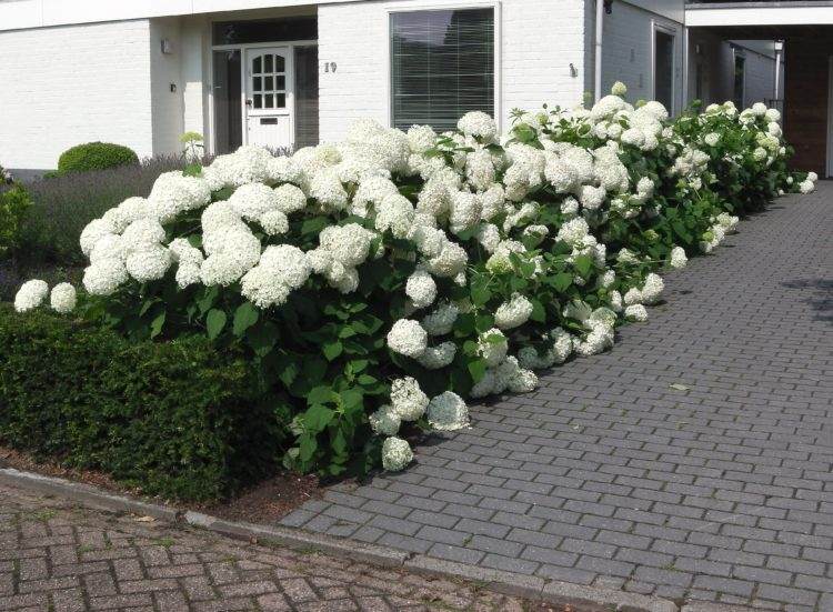 Nakrájajte hortenziu Annabelle a neviditeľne ju podporte