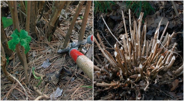 Správne nakrájajte hortenziu snehovej gule