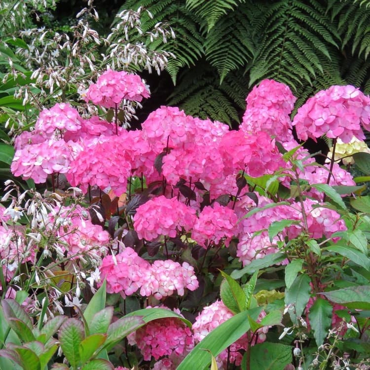 Rezaná hortenzia serrata 'Preziosa'