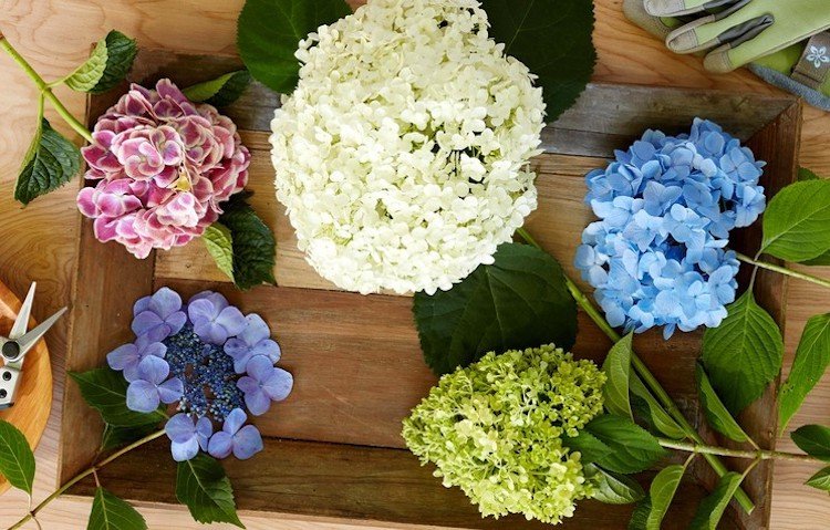 Akú máte hortenziu?