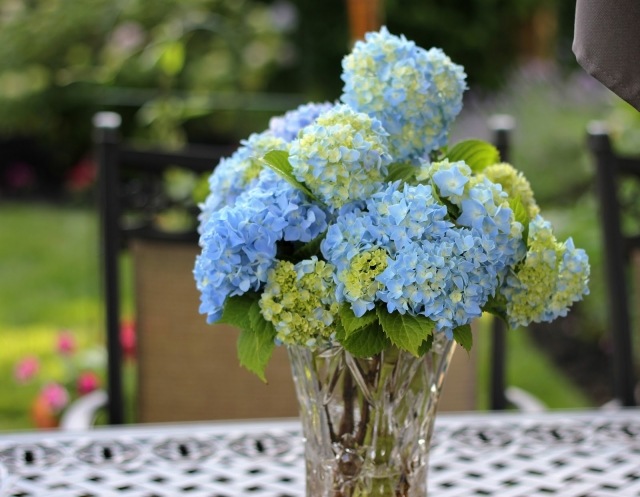Sklenená váza kytica z rezaných kvetov hortenzie