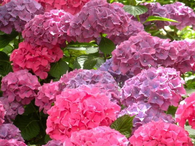 Starostlivosť o hortenzie narezané v lete