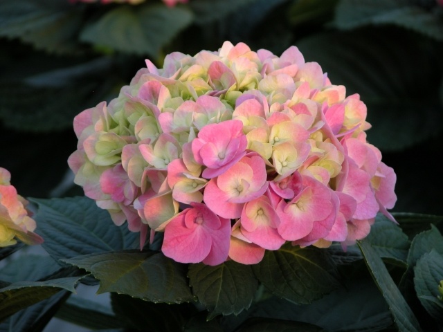 Hortenzie v záhrade, tipy starajú, rezané ružové kvety