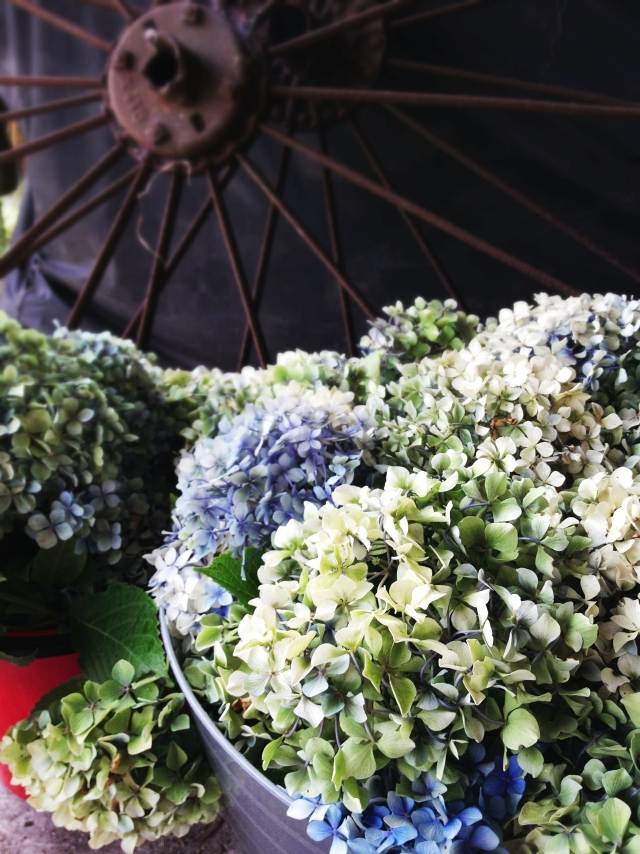 hortenzie suché vintage kúzlo vidiecky dom dekorácia