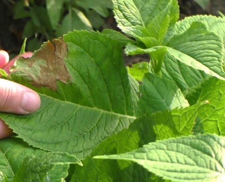 Choroby hortenzie, ktoré sú spôsobené metabolickými poruchami