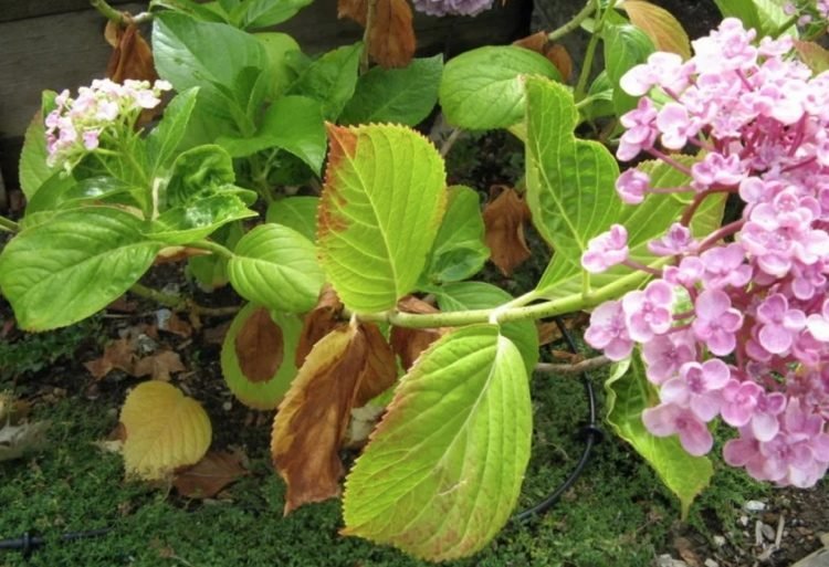 suché padajúce listy hortenzie ružovej panicle