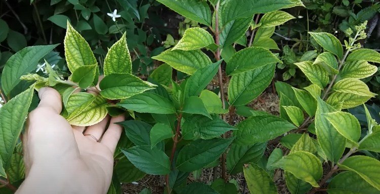 Keď hortenzia zožltne, listy