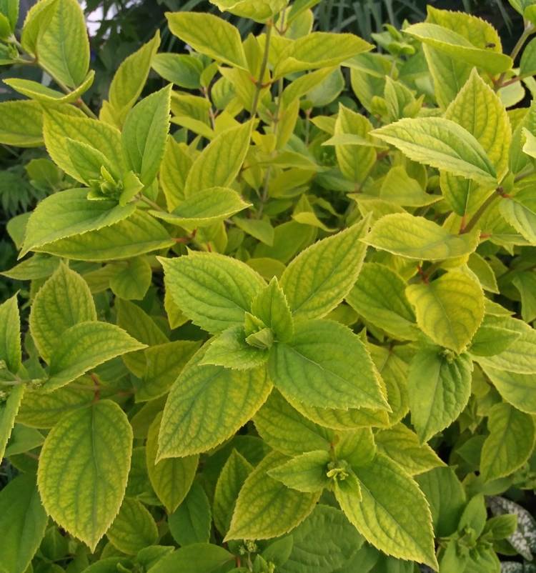 Keď hortenzia zožltne, listy