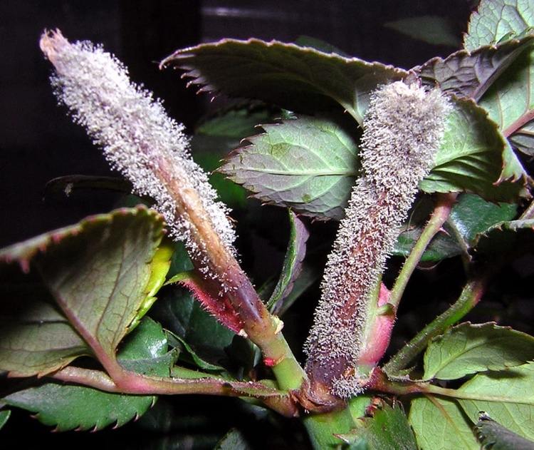 Hniloba plesní sivá (Botrytis cinerea)