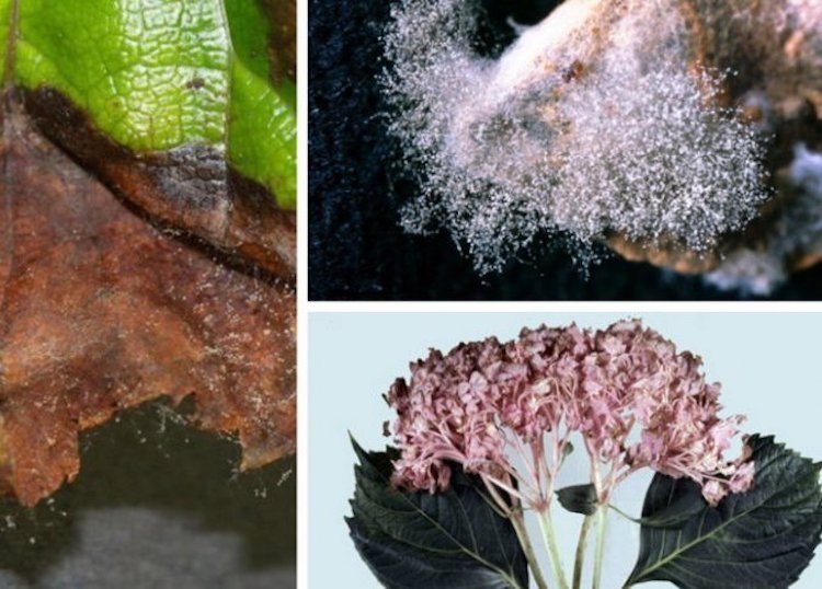 Hniloba plesní sivá Botrytis cinerea