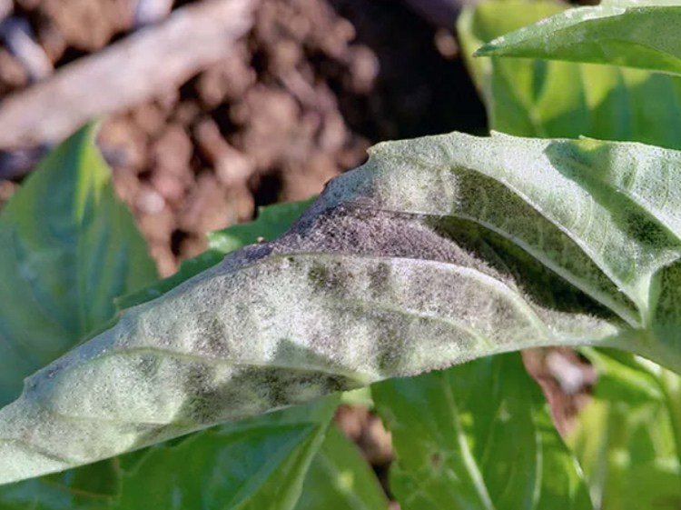 Huba Peronosporaceae na liste