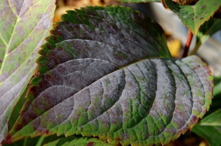 Múčnatka v hortenzie