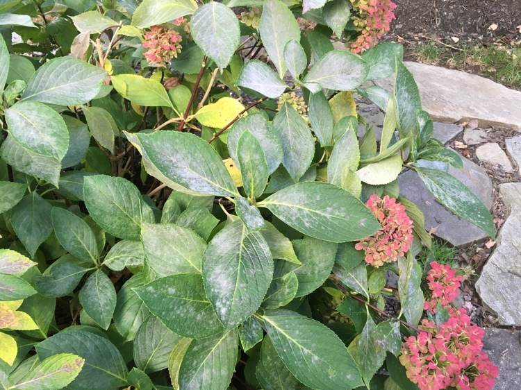 Plesňové plesňové ochorenie hortenzie