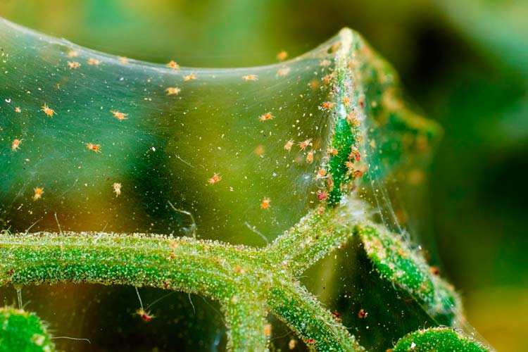 Škodcovia roztočov na hortenzie