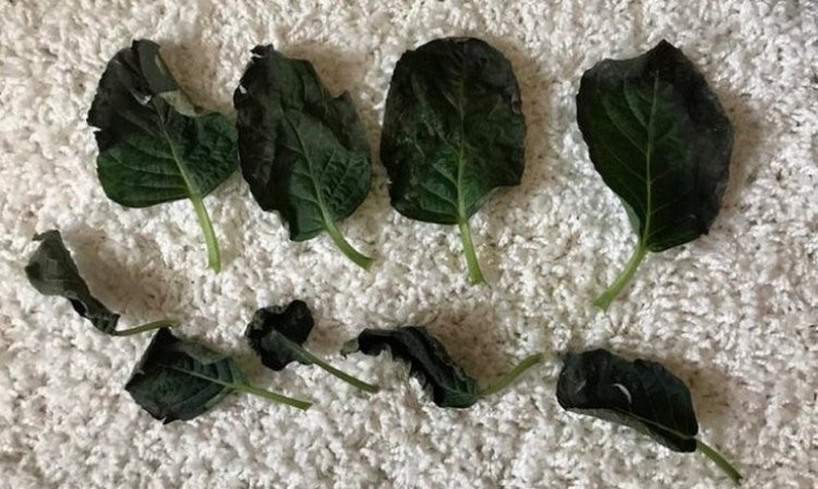 Hortenzia necháva príliš zavlažovať