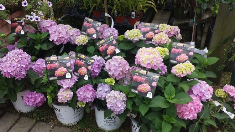 hortenzie-starostlivosť-dekorácia-nápady-kvety-ružové-kvetináče-záhradné-vonkajšie