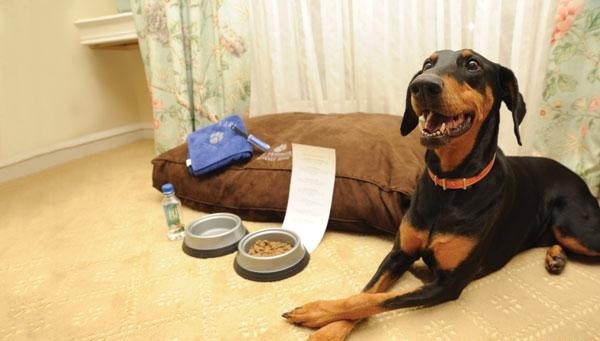 hotelové psy, stravovanie zvierat ako trendový vankúš do hotelovej izby