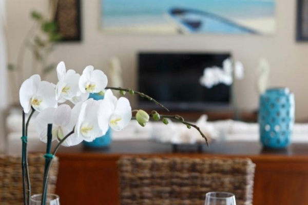 Sublime Samana interiérový dizajn orchidea príroda Vznešený interiér Samana v harmónii prírody s orchideou