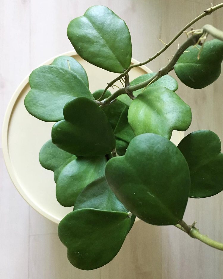 Rastlina Hoya Kerrii kultivuje prerezávanie, množenie