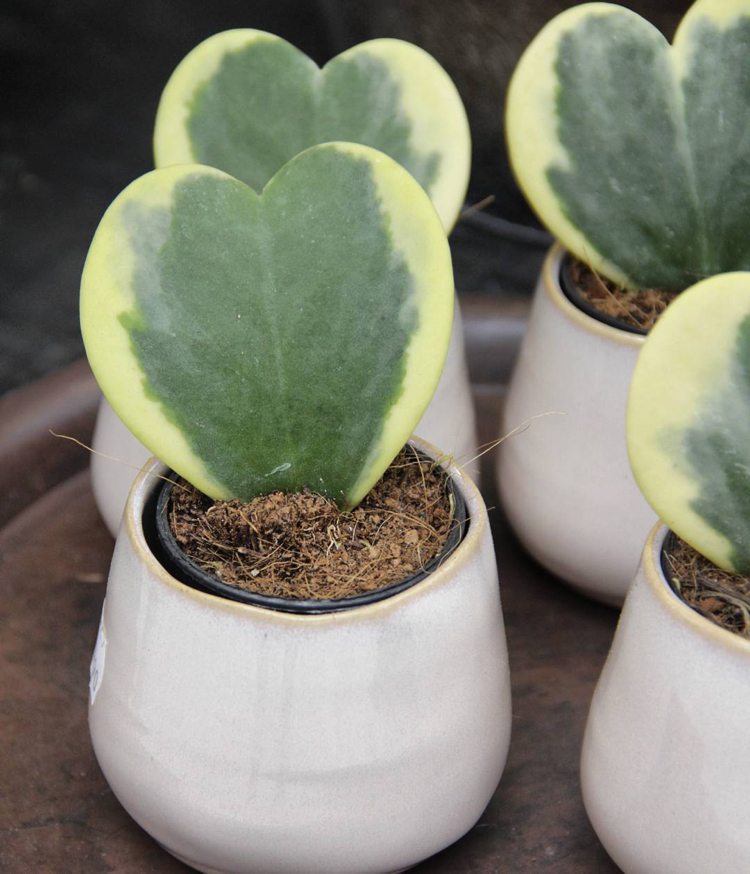 Hoya kerrii Variegata zelené žlté listy v tvare srdca