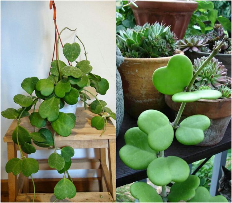 Závesná rastlina Hoya Kerrii Srdcový list Závesná rastlina