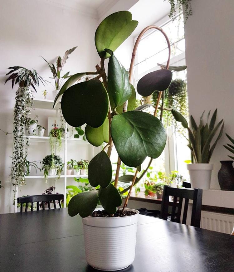 Izbová rastlina Hoya Kerrii zelené listy v tvare srdca