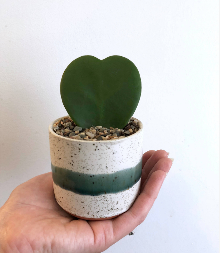 Hoya Kerrii odnože rezanie štrku mini hrniec