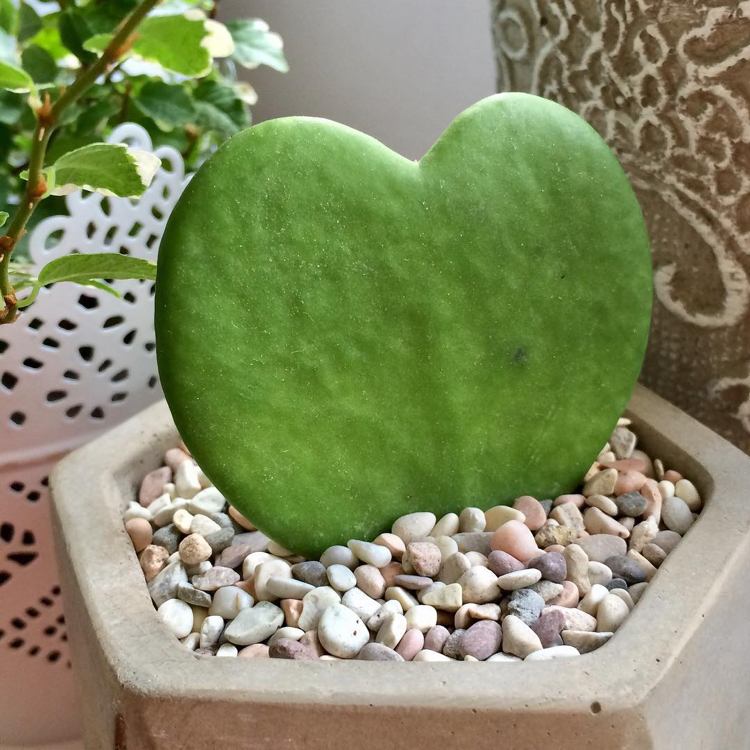 Odnože Hoya Kerrii znásobujú štrk v tvare srdca