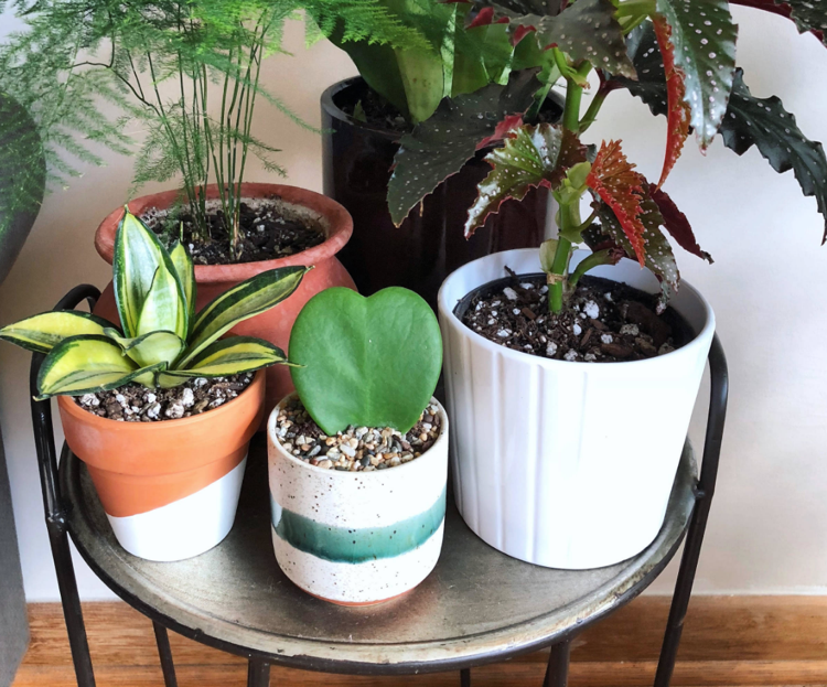 Rastlinné kvetináče Hoya Kerrii Kapradiny usporiadajú izbové rastliny