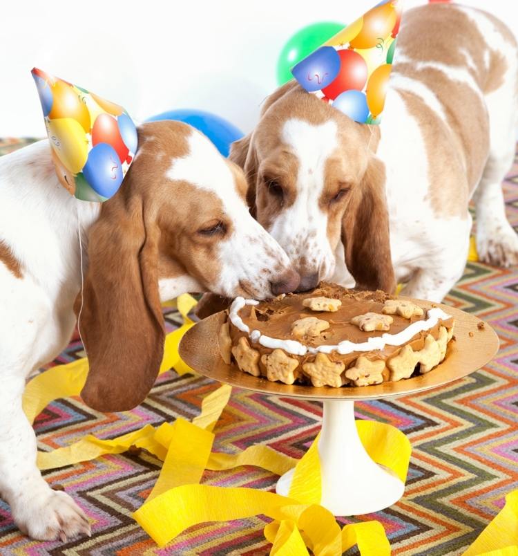 Mäsový koláč pre psov pečie zdravé krmivo pre domáce zvieratá
