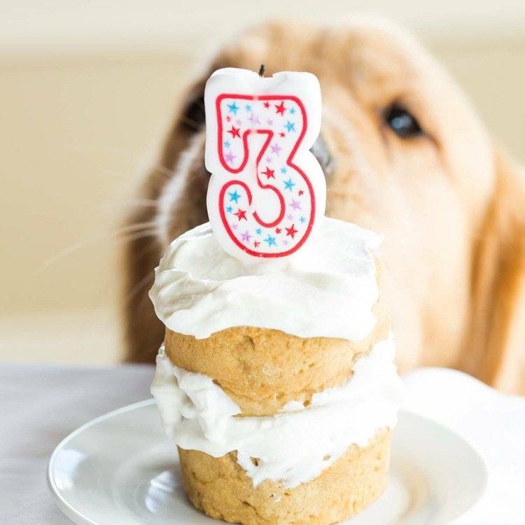 Pes recept na sušienku ľahko vyrobíte vlastné bábiky s banánom