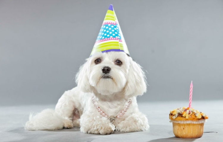 Psí sušienkový recept Rýchle bábovky s arašidovým maslom