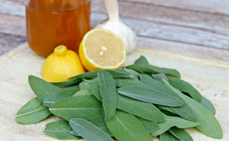 Šalvia na sirup proti kašľu, ale nie na suché hrdlo