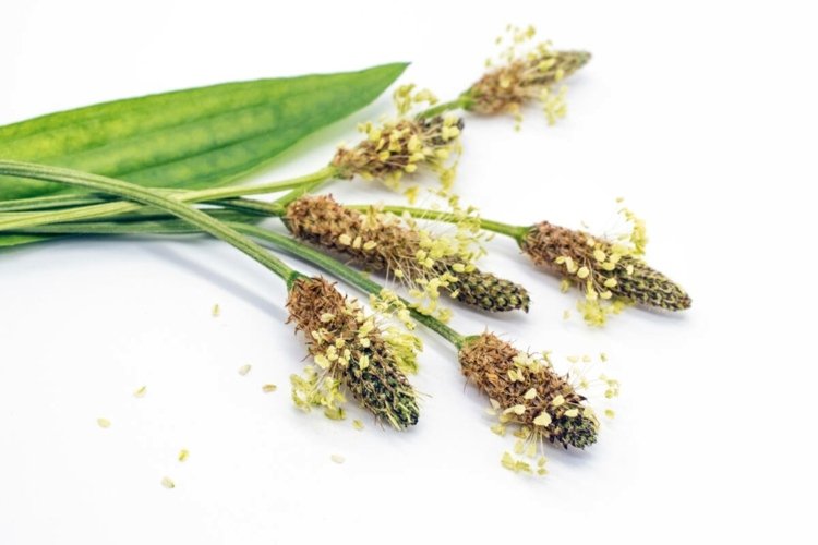 Ribwort plantain bez varu musí dlho odpočívať, kým sa môže použiť proti kašľu