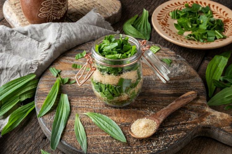 Ribwort navrstvíme s cukrom a necháme 2 mesiace odležať