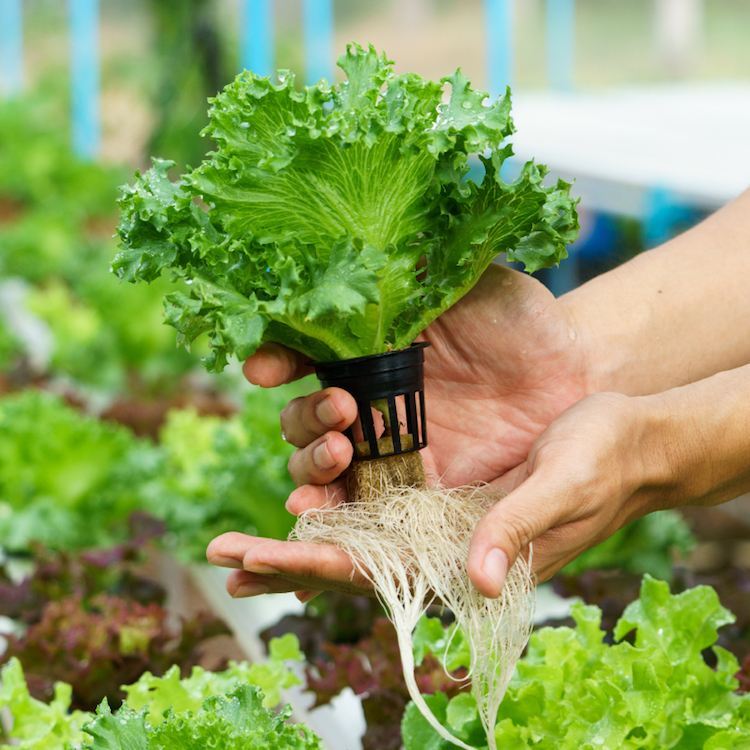 hydroponické rastliny sprievodca hydropónia záhradníctvo hydroponické systémy plodiny pestovanie rastlín substrát šalát korene